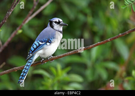 Blue Jay (Cyanocitta cristata), si siede in un albero, STATI UNITI D'AMERICA, Florida Everglades National Park Foto Stock