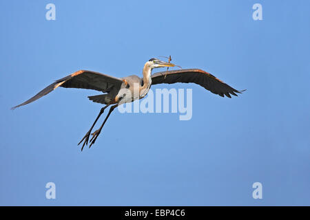 Airone blu (Ardea erodiade), vola con materiale di nidificazione in bolletta, STATI UNITI D'AMERICA, Florida Foto Stock