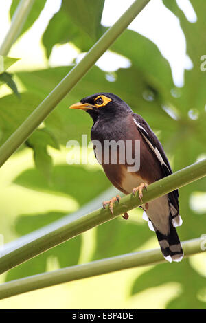 Mynah comune (Acridotheres tristis), si siede in un albero, Seychelles, La Digue Foto Stock