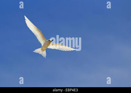 Bianco (tern Gygis alba), vola in un cielo blu, Seychelles, Bird Island Foto Stock