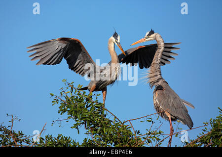 Airone blu (Ardea erodiade), la coppia sul nido, saluto il comportamento, STATI UNITI D'AMERICA, Florida Foto Stock