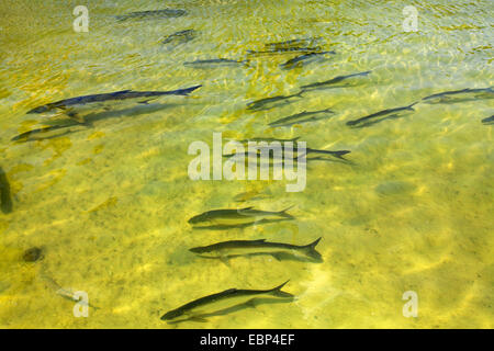 Atlantic tarpon (Megalops atlanticus, Tarpon atlanticus), pullulano, STATI UNITI D'AMERICA, Florida Foto Stock