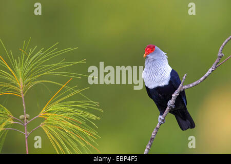 Seychelles piccione blu (Alectroenas pulcherrima), seduta su una lei-oak, Seychelles, Praslin Foto Stock