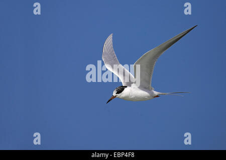 Forster's Tern (sterna forsteri), in volo, piumaggio invernale, STATI UNITI D'AMERICA, Florida, Fort De Soto Foto Stock