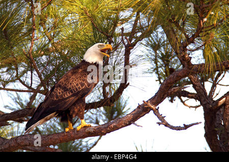 American aquila calva (Haliaeetus leucocephalus), si siede in un albero di pino, STATI UNITI D'AMERICA, Florida Foto Stock