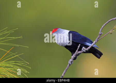 Seychelles piccione blu (Alectroenas pulcherrima), seduto su un ramoscello, Seychelles, Praslin Foto Stock