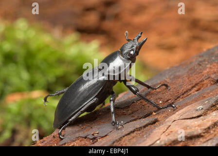 Stag Beetle (Hexathrius buqueti), femmina Foto Stock