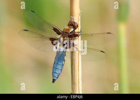 Ampia corposo libellula, ampia corposo chaser (Libellula depressa), maschio, Germania Foto Stock