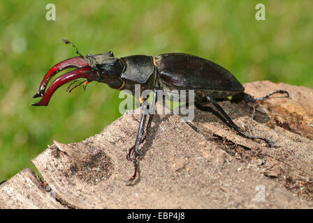 Stag beetle, Europeo stag beetle (lucanus cervus), maschio, Germania Foto Stock