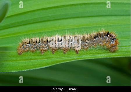 Oak eggar (Lasiocampa quercus), bruco su foglia, Svizzera, Oberland bernese Foto Stock