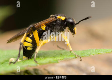 Sawfly (Macrophya montana), la deposizione delle uova, Germania Foto Stock