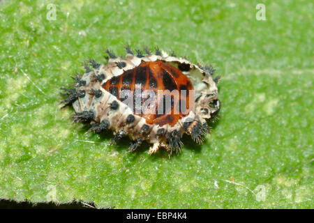 Coccinelle, coccinelle coleotteri, lady coleotteri, ladybugs (Coccinellidae), cova laybird da pupa, Teich Heiligenberg Foto Stock