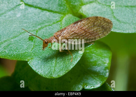 Pizzo marrone-ALA (Micromus angulatus), su una foglia, Germania Foto Stock