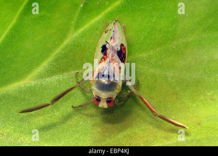 Comune (backswimmer Notonecta glauca), nuoto, Germania Foto Stock