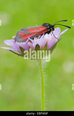 Burnett trasparente (Zygaena purpuralis), su un fiore scabious, Svizzera Foto Stock