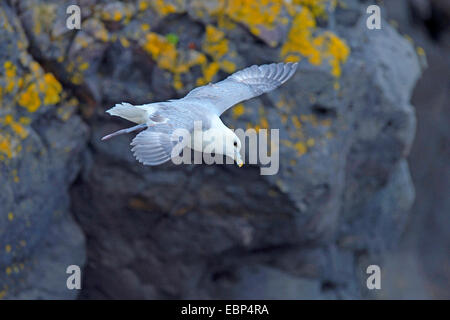 Northern fulmar (Fulmarus glacialis) volando ad una parete di roccia, Islanda Foto Stock