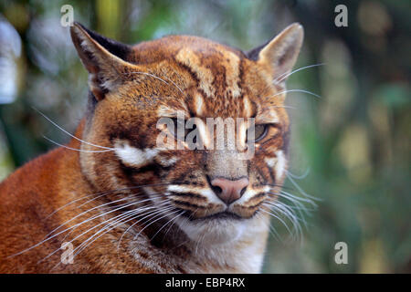 Asian golden cat (Pardofelis temminckii, Felis temminckii, Profelis temminckii), ritratto Foto Stock