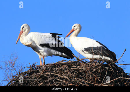 Cicogna bianca (Ciconia ciconia), due cicogne bianche al nido, Germania Foto Stock