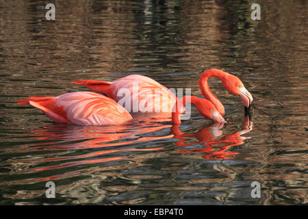 Fenicottero maggiore, American flamingo, Caribbean Flamingo (Phoenicopterus ruber ruber), due fenicotteri americano nell'acqua, Ecuador Isole Galapagos Foto Stock