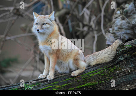 Corsac volpe (Vulpes vulpes corsac), seduti su uno stelo Foto Stock