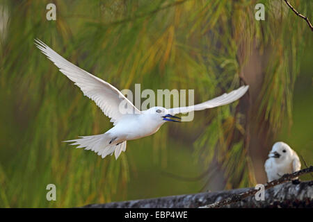 Bianco (tern Gygis alba), maschio vola lontano da lei-quercia, Seychelles, Bird Island Foto Stock