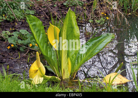 Skunk cavolo, Lanterna di palude, giallo arum, giallo Skunk cavolo (Lysichiton americanus), fioritura, Germania Foto Stock
