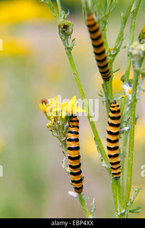 Il cinabro tarma (Tyria jacobaeae, Thyria jacobaeae), molti cinabro falene su erba tossica, Germania, Schleswig-Holstein Foto Stock