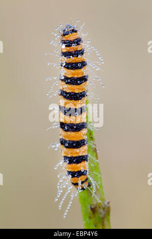 Il cinabro tarma (Tyria jacobaeae, Thyria jacobaeae), in Rugiada di mattina a uno stelo, Germania, Schleswig-Holstein Foto Stock