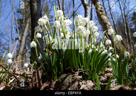 Il simbolo del fiocco di neve di primavera (Leucojum vernum), fioritura, in Germania, in Baviera Foto Stock