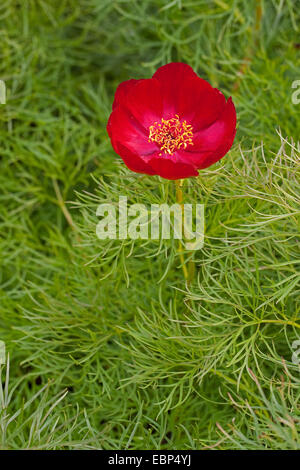 Foglia di felce peonia, doppia Fernleaf peonia (Paeonia tenuifolia), fioritura Foto Stock