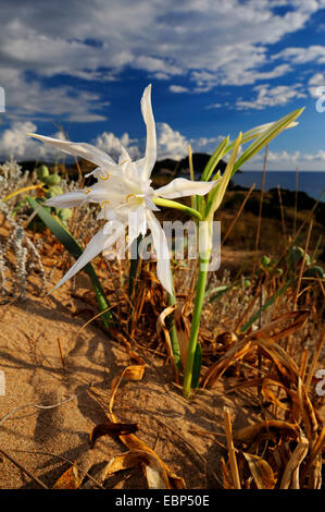 Mare Daffodill (Pancratium maritimum), fioritura di dune, Grecia, Peloponneso, Messinien, Pylos Foto Stock