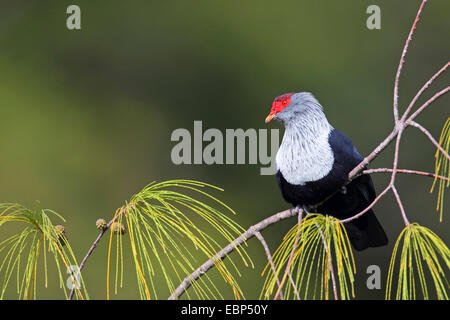 Seychelles piccione blu (Alectroenas pulcherrima), seduto su un ramoscello di lei-oak, Seychelles, Praslin Foto Stock