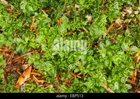 Il timo-moss (Plagiomnium, affine affine Mnium, Mnium cuspidatum), Germania Foto Stock