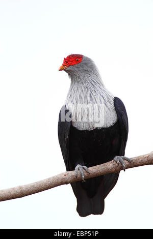 Seychelles piccione blu (Alectroenas pulcherrima), seduto su un ramo, Seychelles, Praslin Foto Stock