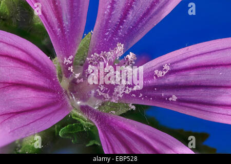 Comune di malva, blu di malva, alta malva, alta cheeseweed (Malva Sylvestris subsp. sylvestris), ripresa macro di un fiore, Germania Foto Stock