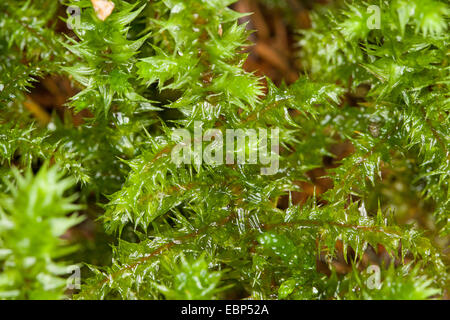 Grande Shaggy-moss, Shaggy moss, collo ruvida moss, Big shaggy moss elettrificata del gatto di muschio di coda (Rhytidiadelphus triquetrus), Germania Foto Stock