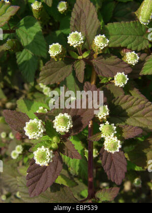 Aztec sweet herb (Lippia dulcis, Phyla scaberrima), fioritura Foto Stock