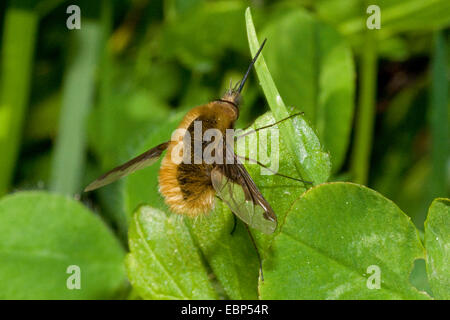 Grandi bee-fly (Bombylius major), su una foglia, Germania Foto Stock