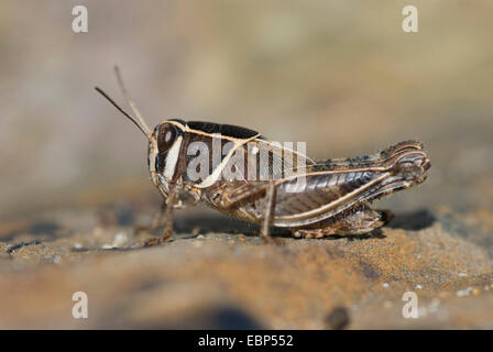 Locust, Rosa Winged Grasshopper (cfr. Calliptamus barbarus), seduto a terra, Portogallo Foto Stock