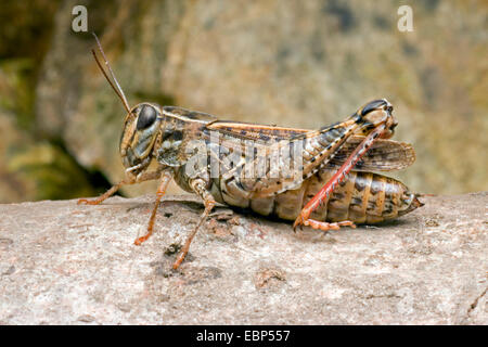 Italian locust (Calliptamus italicus), su una pietra, Germania, Hesse Foto Stock