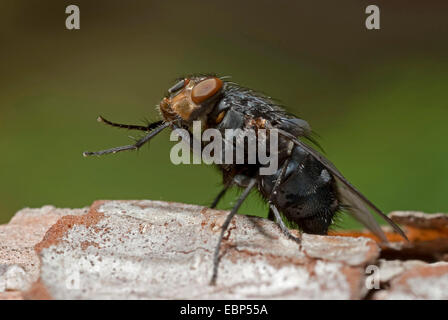 Blue mosca carnaria (Calliphora erythrocephala, Calliphora vicina), toelettatura, Germania Foto Stock