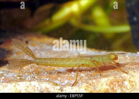 Coenagrion comune, Azure damselfly (Coenagrion puella), larva sotto l'acqua, Germania Foto Stock