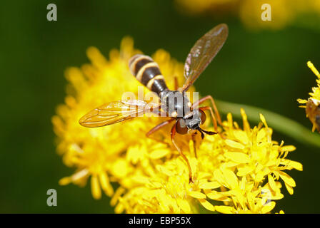 Conopid fly, Bumble Bee (Conops quadrifasciatus), sui fiori gialli, Germania Foto Stock