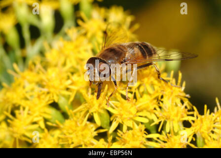 Drone fly (Eristalis pertinax), sui fiori gialli, Germania Foto Stock