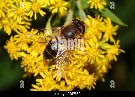 Drone fly (Eristalis pertinax), su infiorescenza gialla, Germania Foto Stock