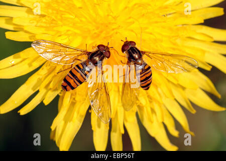 La marmellata di arance hoverfly (Episyrphus balteatus), due hoverflies su un fiore di tarassaco, Germania Foto Stock