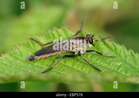 Golden-tabbed Robber Fly (Eutolmus rufibarbis), su una foglia, Germania Foto Stock