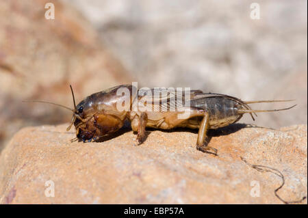 Mole cricket (Gryllotalpa gryllotalpa), su una pietra, Germania Foto Stock