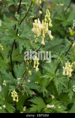 Wolfsbane giallo (Aconitum lycoctonum ssp. vulparia, Aconitum vulparia), fioritura, Germania Foto Stock