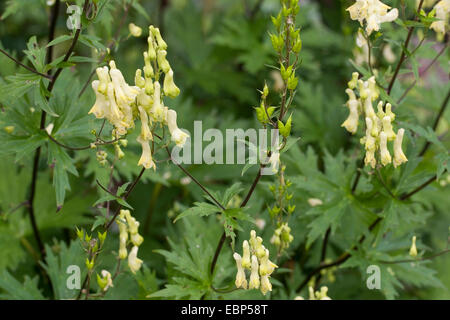 Wolfsbane giallo (Aconitum lycoctonum ssp. vulparia, Aconitum vulparia), fioritura, Germania Foto Stock